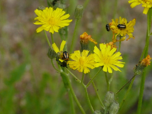 Hieracium praealtum - Grijs havikskruid