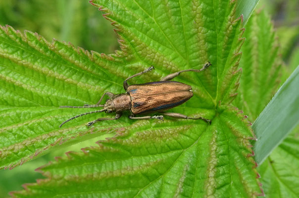Donacia marginata