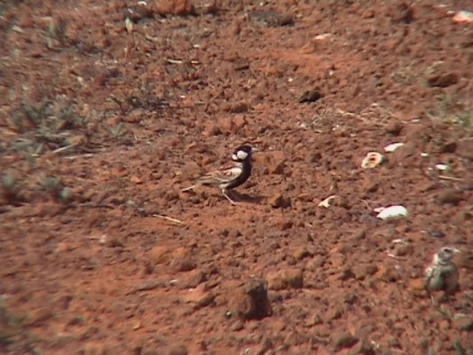 Chestnut-backed Sparrow-Lark