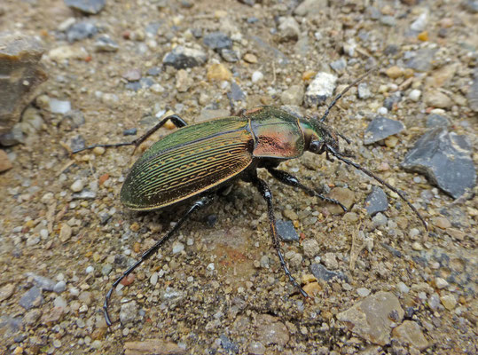 Carabus monilis - Graslandschallebijter