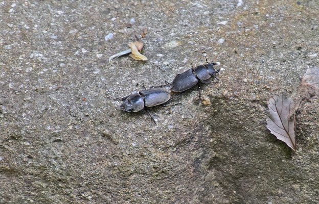 Klein vliegend hert (Dorcus parallelipipedus)