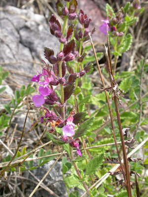 Teucrium chamaedrys - Echte gamander