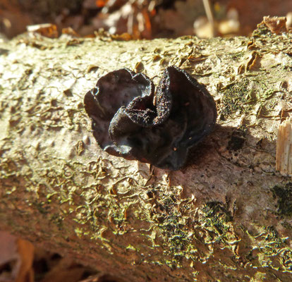 Exidia truncata - Eikentrilzwam