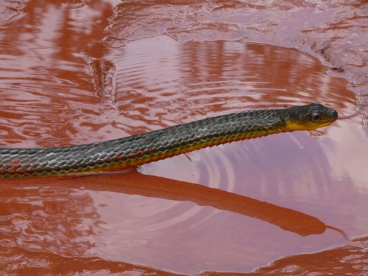 Chironius exoletus - Groene Kielrugslang (reditere)