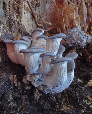 Pleurotus ostreatus - Gewone oesterzwam