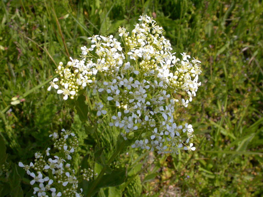 Lepidium draba - Pijlkruidkers