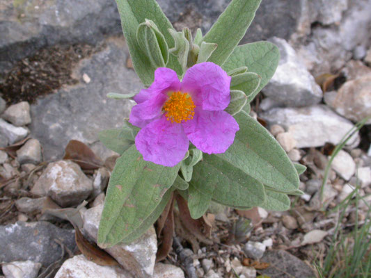 Cistus albidus