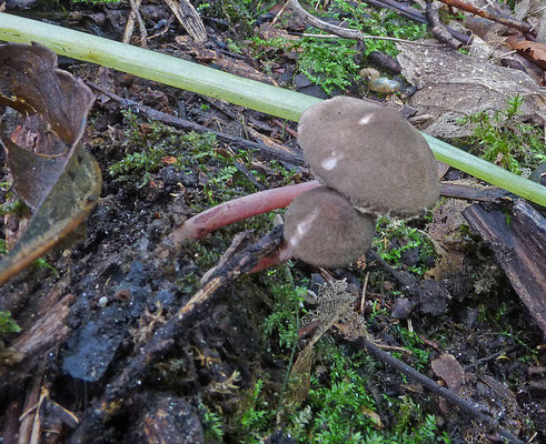 Melanophyllum haematospermum - Verkleurzwammetje