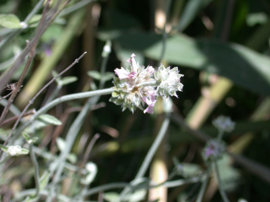 Stachys cretica