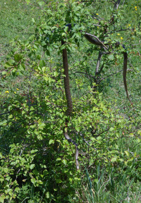 Esculaapslang (Zamenis longissimus)