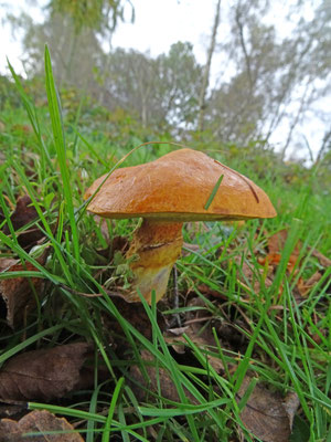 Suillus grevillei - Gele ringboleet
