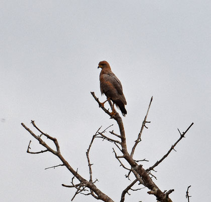 Savannah Hawk