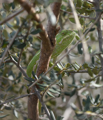 Mediterrane Kameleon