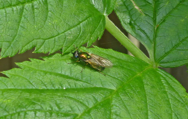Chloromyia formosa - Gewone prachtwapenvlieg
