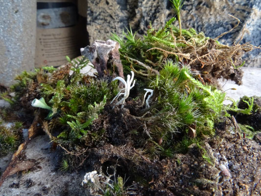 Isaria farinosa - Bepoederde rupsendoder