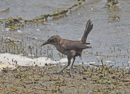 Carib Grackle
