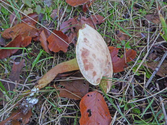 Xerocomus subtomentosus - Fluweelboleet