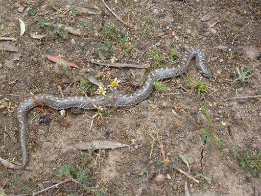 Zandboa (Eryx jaculus)