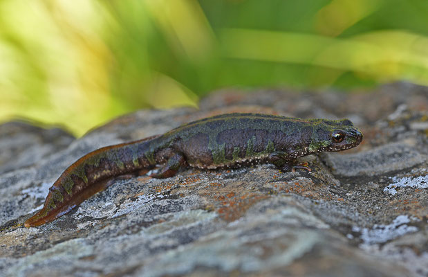 Dwergmarmersalamander vrouw