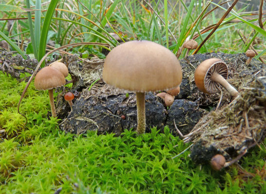 Deconica (Psilocybe)e coprophila - Mestkaalkopje