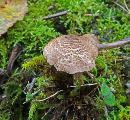 Lepiota pseudolilacea - Valse lila parasolzwam
