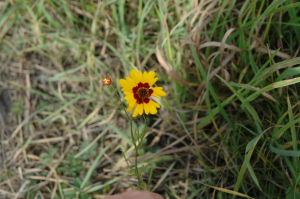 Coreopsis tinctoria
