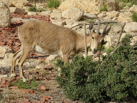 Nubische steenbok