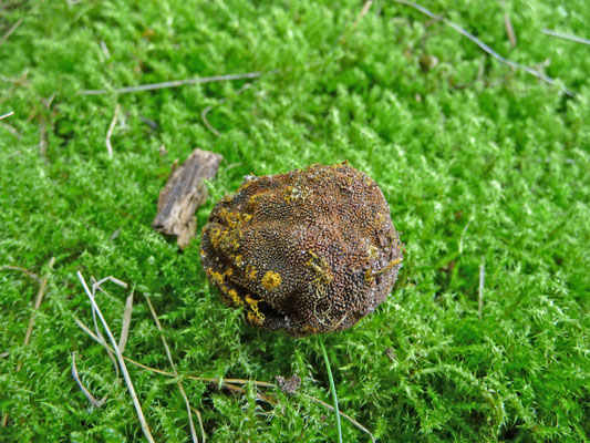Elaphomyces muricatus - Stekelige hertentruffel