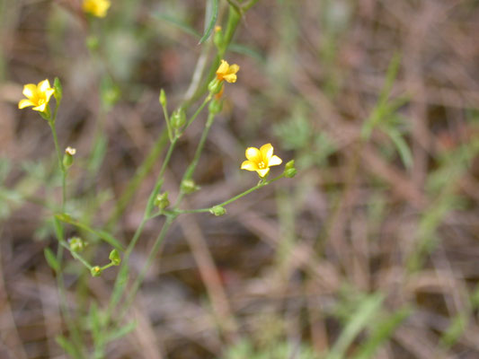 Linum maritimum - Strandvlas