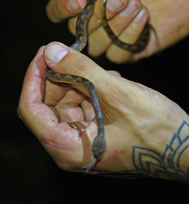 Leptodeira annulata annulata - Gewone Kattenoogslang