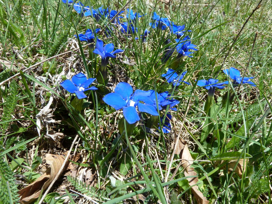 Gentiana verna - Voorjaarsgentiaan