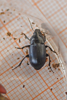 Harpalus spec?