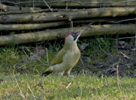 Groene Specht