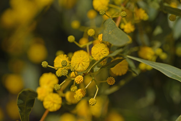 Wilgacacia