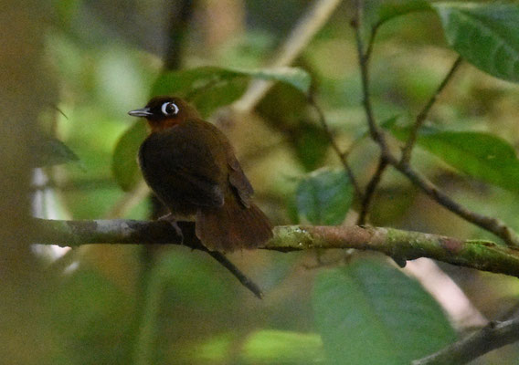 Rufous-throates Antbird