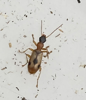 Demetrias imperialis - Viervlekrietklimmer