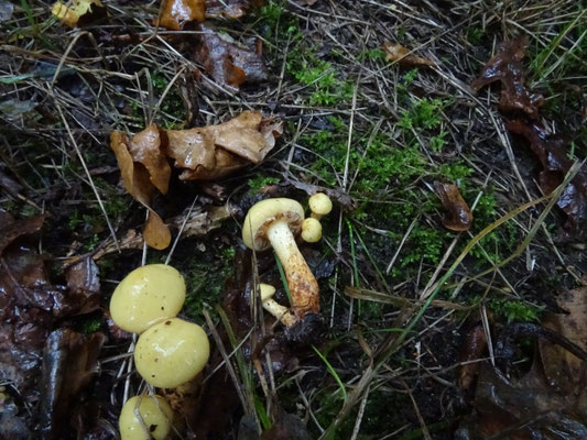 Flammula alnicola - Elzenbundelzwam