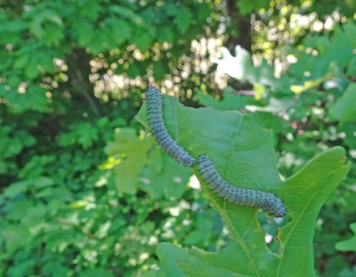 Periclista species