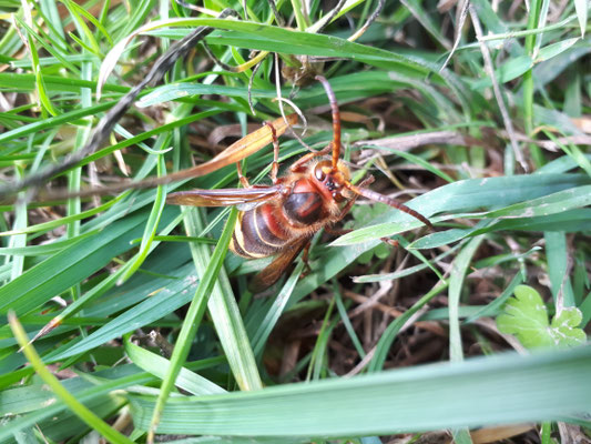 Vespa crabro - Hoornaar