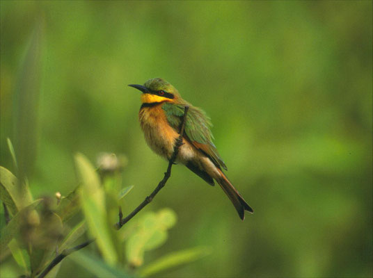 Little Bee-eater