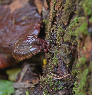 Ganoderma lucidum - Gesteelde lakzwam