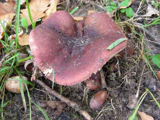 Russula graveolens  Vissige eikenrussula