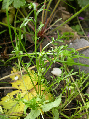 Lepidium coronopus - Grove varkenskers