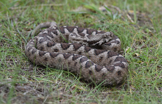Zandadder