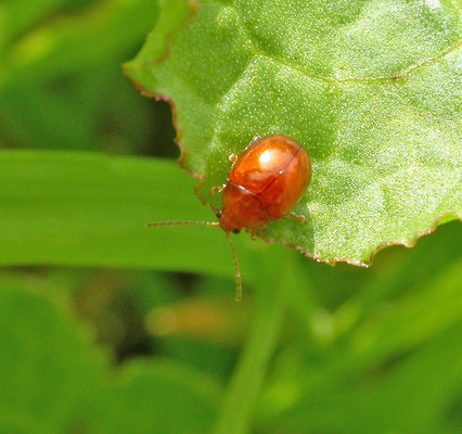Sphaeroderma rubidum - Rode distelaardvlo