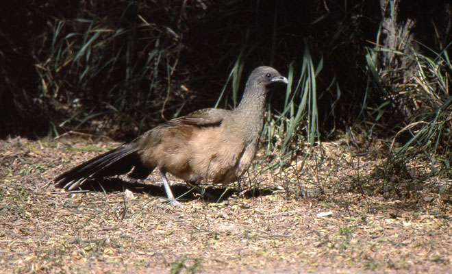Plain Chacalaca