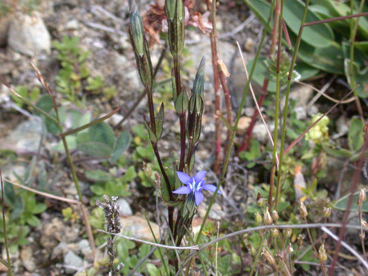 Gentiana nivalis