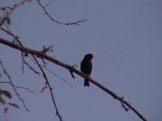 Village Indigobird