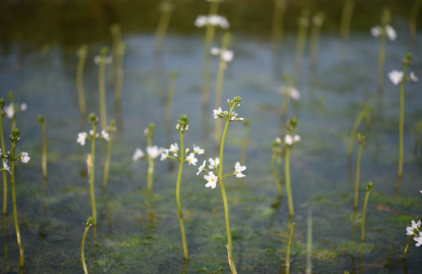 Waterviolier