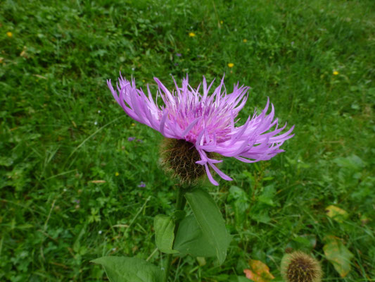 Centaurea uniflora